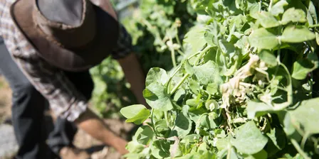 The Edible Garden Experience: Spring Harvest - Preparing for Summer - October 2026