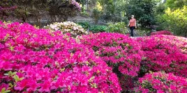 October Spring Walk - Mt Lofty Botanic Gardens (2026)