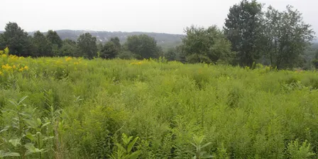 Plant ID & Natural History Walk