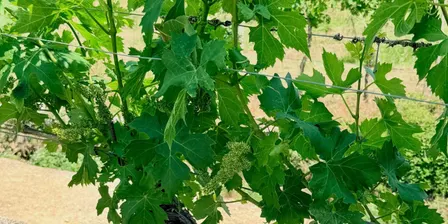 A Taste of Valpolicella: Wines & Stories from Italy