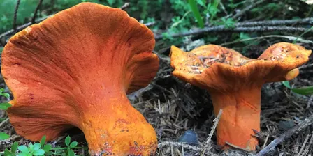 Guided Mushroom Foray: Whimsical Wanderings for Wild Treasures