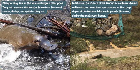 Canberra's Western Edge walks - Stony Creek to Murrumbidgee River