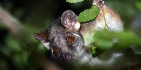 Billabong Bioblitz: Nocturnal Wildlife Walk - 8:30pm to 9:15pm