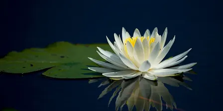 Green Explorers: Pondering Ponds