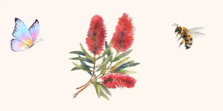 Pop-up Event: Kambarang: Flowers, Bugs and New Beginnings