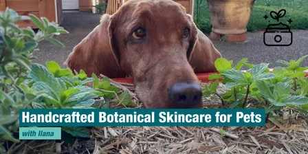 Make Your Own Handcrafted Botanical Skincare for Pets - 10.04.27