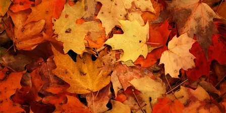 Fall Fantasy Book Faire 2026