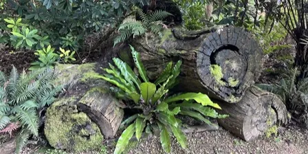 Guided Forest Therapy Walks - Geelong Botanic Gardens