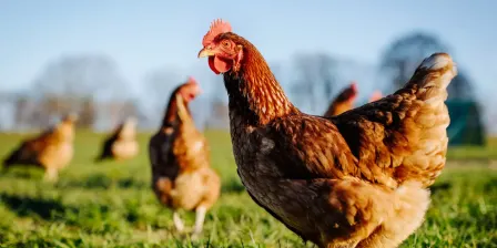 Women in Poultry Production