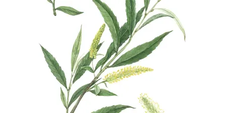 Workshop on Willow, Glenorchy Sept 2026