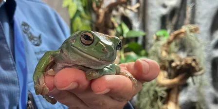 Frog talk and guided walk with Dr Jodi Rowley
