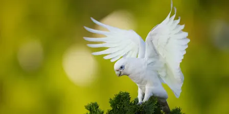 Guided Birdwalk for Children – at the Toowoomba Waterbird Habitat