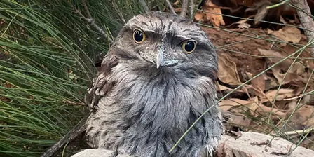 Nocturnal Tour – After Dark Wildlife Experience