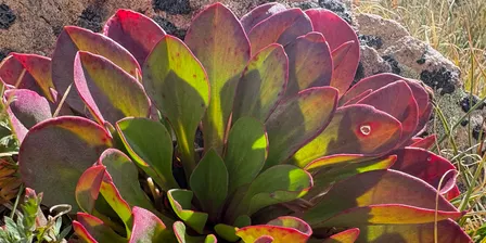 Moving Toward Siddhasana