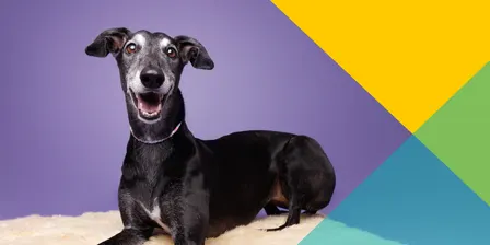 Story Play with Lily Long Nose