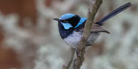 Junior Birdwatching Walk