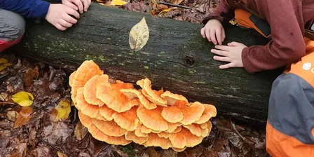 Mushroom ID Walk