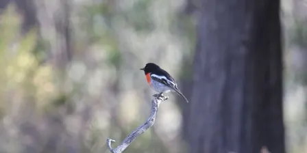 Weekday Bird Walks - Eltham North Reserve
