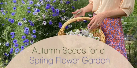Autumn Seeds for a Spring Flower Garden