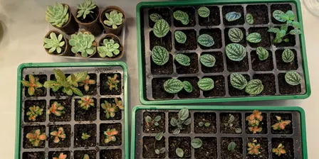 Upcycled plant potting workshop