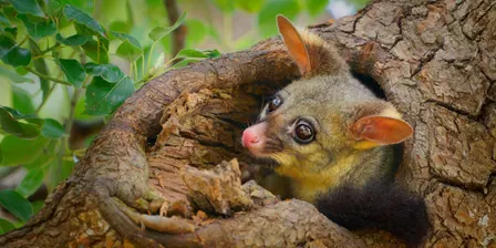 Eastern Suburbs Sustainable Schools Network 2026
