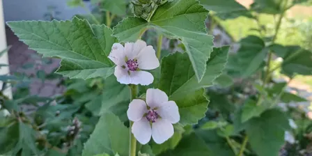 Exploring Medicinal Plants of Summer