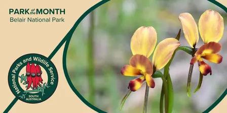 Protect the Orchids with the Friends of Belair National Park