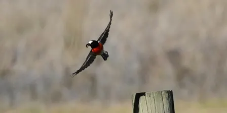 How to restore woodland bird habitat - Forbes Creek