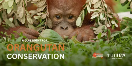A quiz night for orangutans
