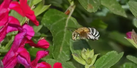Native pollinator walk and talk w/ Clancy Lester "the Bee Man"