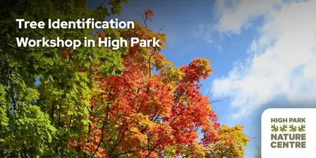 Tree Identification Workshop for Beginners - National Forest Week in High Park
