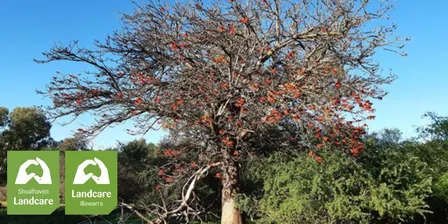 Controlling Coral Trees and Camphor Laurel workshop Nov 2026