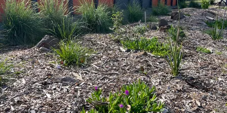 Buzz Bloom and Thrive - Naturestrips Project Celebration & AGM