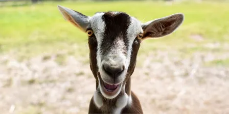 Sensory Friendly Farm Fun