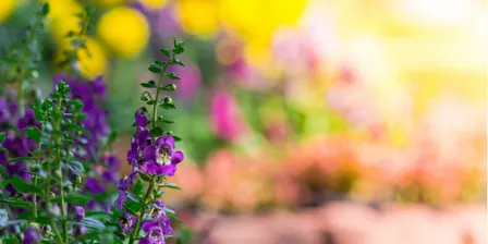 Garden Connections in Warrane (Spring 2026)