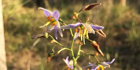 Wimbi Wildflower Walk