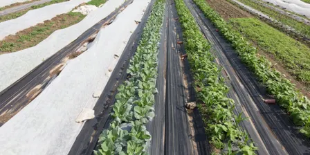 Demo Plot Weeding