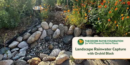 Landscape Rainwater Capture for Native Plants with Orchid Black — October 2026