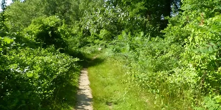 Gowing's Swamp Invasives Pull