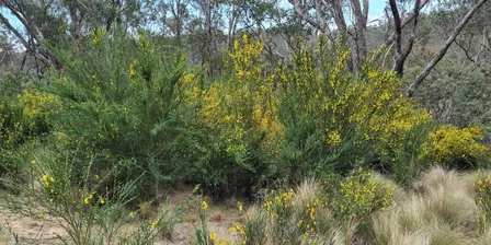 Integrated weed management - develop a plan for your property