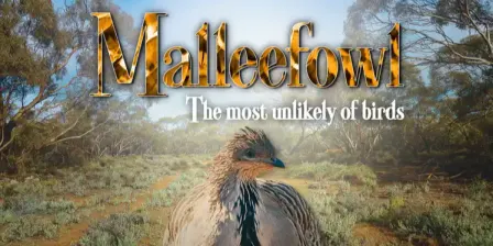 Malleefowl - The Most Unlikely of Birds screening and AGM