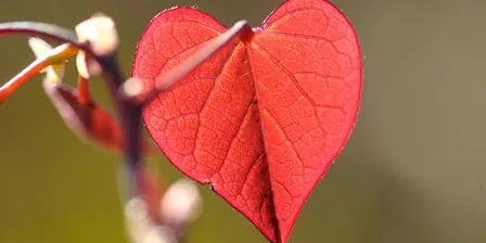 Awakening the Heart Day Retreat