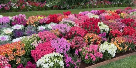Ipswich Thriving Seniors Bus Trip to Toowoomba Carnival of Flowers