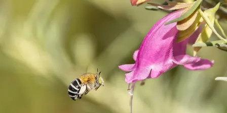 Thinking Green: Backyard Biodiversity - Native Bees