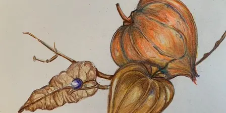 Nature Drawing at Blithewold: Fall 2026