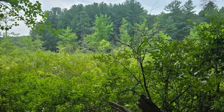 Gowing's Swamp Invasives Pull