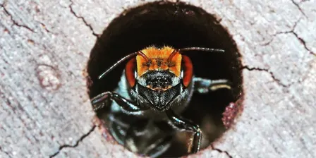 Native Bees for Kids with Dr. Kit Prendergast