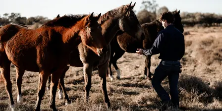 Equine Acres: Land management for horse owners - Royalla