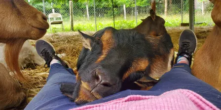Jewelry Bar, Meditation, and Goat Snuggles