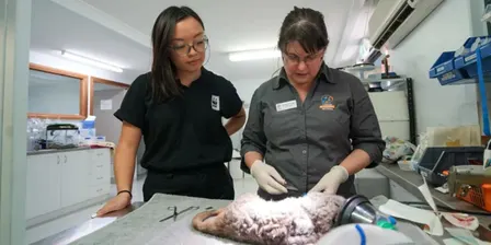 Assessment and Treatment of Burnt Wildlife presented by Dr. Anne Fowler